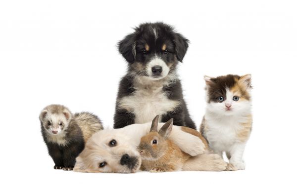 Temecula Pets