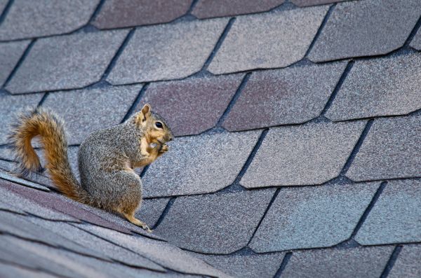 Temecula Wildlife Removal