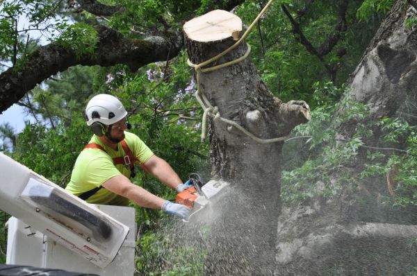 Temecula Tree Trimming